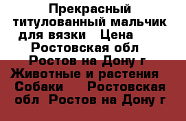 Прекрасный титулованный мальчик для вязки › Цена ­ 1 - Ростовская обл., Ростов-на-Дону г. Животные и растения » Собаки   . Ростовская обл.,Ростов-на-Дону г.